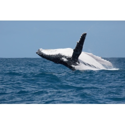 Photographies et illustrations