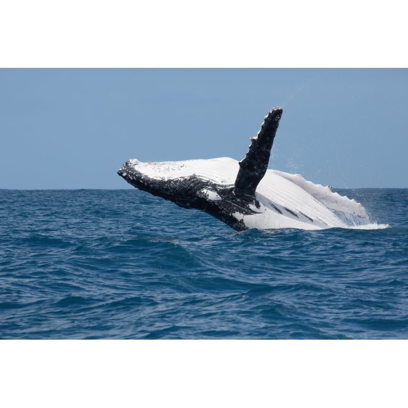 Photographies et illustrations