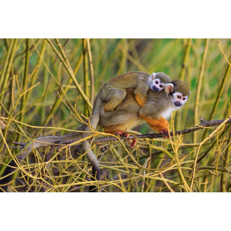 Photographies et illustrations