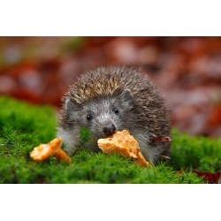 Photographies et illustrations