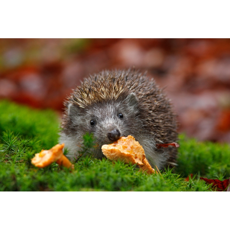 Photographies et illustrations