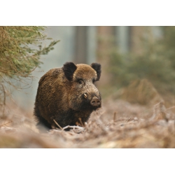 Photographies et illustrations