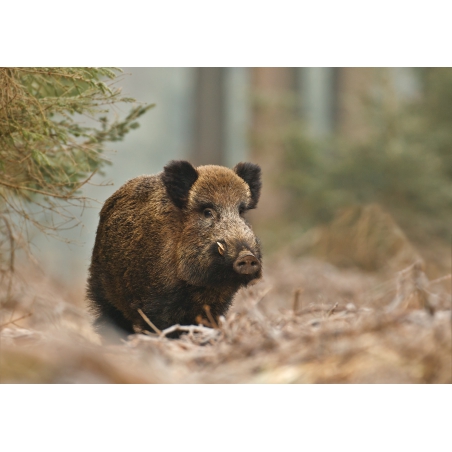 Photographies et illustrations