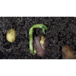 LES LEÇONS NUMÉRIQUES QUESTIONNER LE MONDE