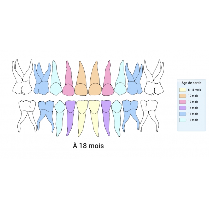 LES LEÇONS NUMÉRIQUES QUESTIONNER LE MONDE
