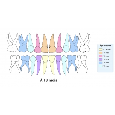 LES LEÇONS NUMÉRIQUES QUESTIONNER LE MONDE